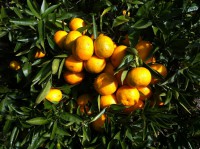 CLEMENTINAS CLEMENULES 10 Kgr.